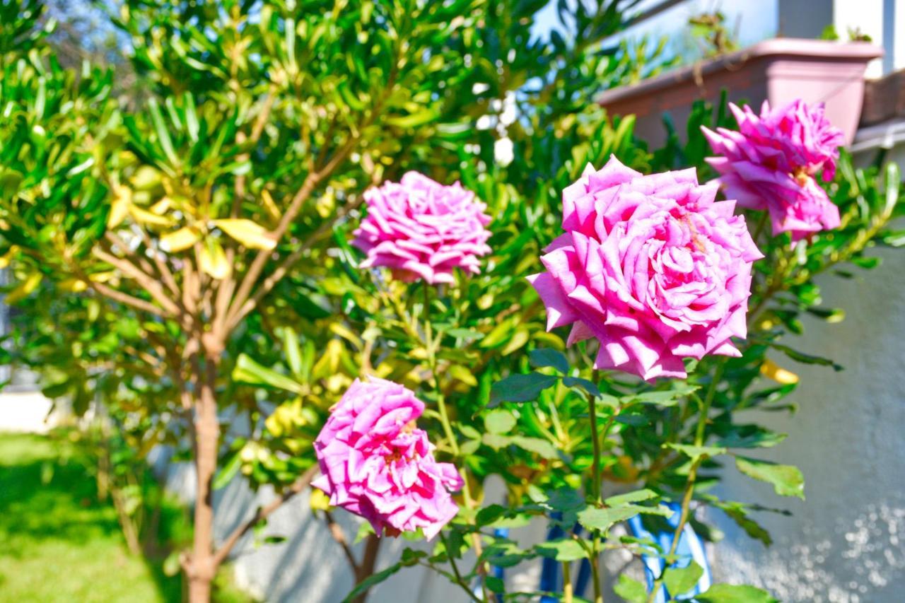 Ninas Cottage Línia Dış mekan fotoğraf